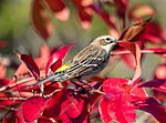 Thumbnail for File:Yellow-rumped warbler (23236).jpg