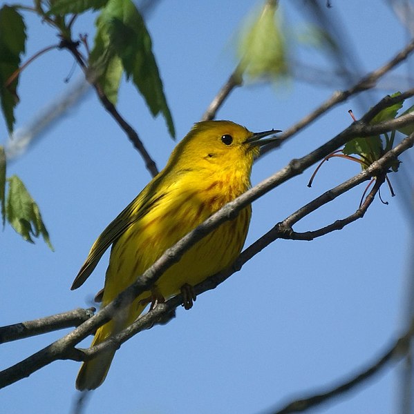 File:Yellow Warbler (4609159357).jpg