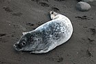 Young seal at beach in the faroe islands (close-up).JPG