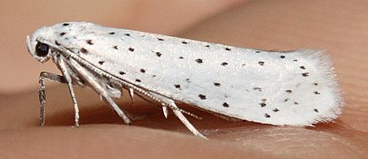 Yponomeuta evonymella-s.jpg