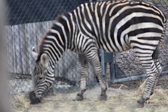 A zebra in the Africa! exhibit. Zebra in Africa!.jpg