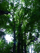 Two white elms in Luitpoldpark