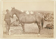 Comanche in 1876 "Comanche," the only survivor of the Custer Massacre, 1876. History of the horse and regimental orders of the (7)th Cavalry as to the care of "Comanche" as long as he shall live LCCN99613838.jpg