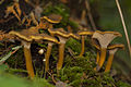 "Berkaki kuning Chanterelle", Cantharellus xanthopus (10247558596).jpg