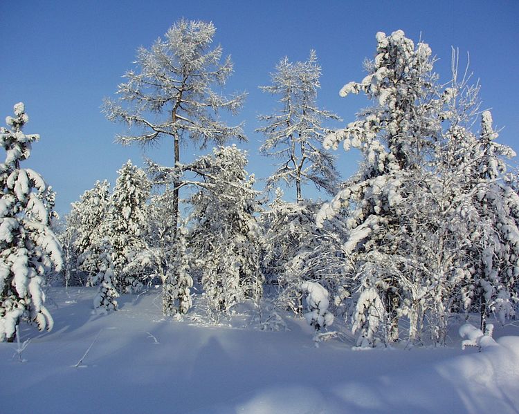 File:Где ещё такое увидишь, beautiful winter. - panoramio.jpg