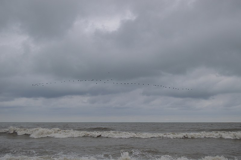 File:Птички над морем - panoramio.jpg