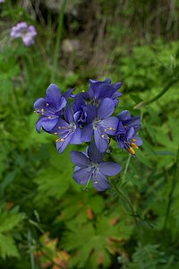 Polemonium caeruleum, Ile-Alatau National Park author — AliceMurrr