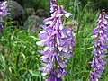 angebl Astragalus