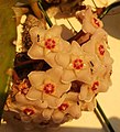 Tapinoma israele consumând nectar de Hoya carnosa