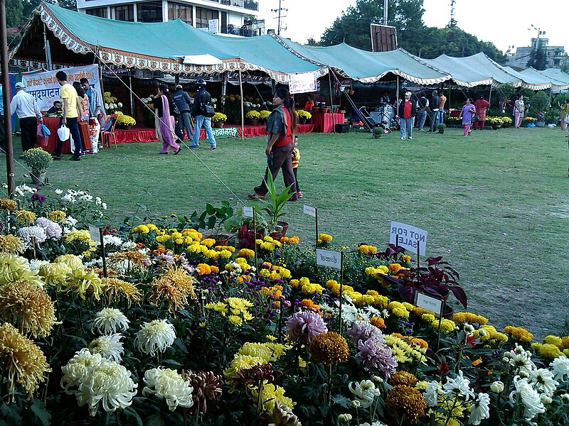 File:गोदावरी फूल५.jpg