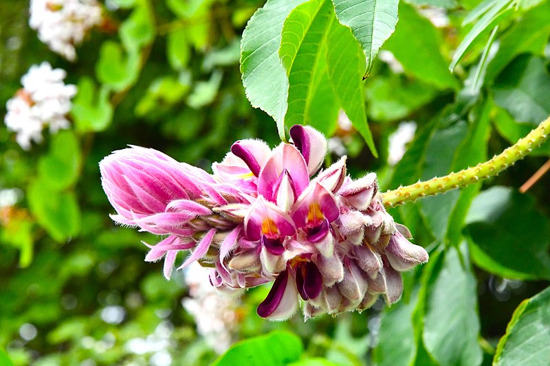 File:ถั่วแปปช้าง - Afgekia sericea -D85 3098 Plant Diversity in Thailand Photographed by Trisorn Triboon.jpg