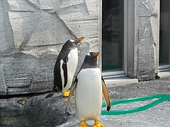 Eselspinguine