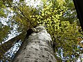 Ancient beech tree at Nyakuoji Shrine