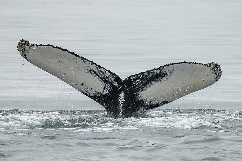 File:029b Humpback whale tail at Ísafjarðardjúp (Iceland) Photo by Giles Laurent.jpg