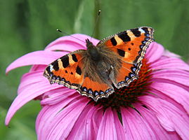 Aglais urticae