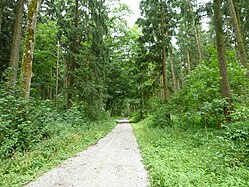 Waldweg