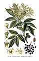 Sambucus nigra L.