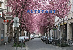 Kirschblüte In Bonn: Geschichte, Tourismus, Weblinks