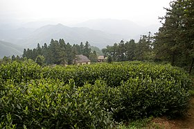 Thé vert — Wikipédia