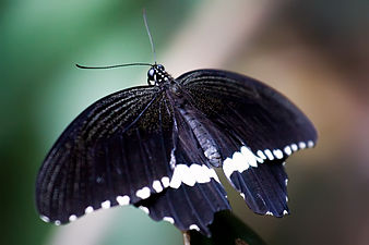 Papilio polytes