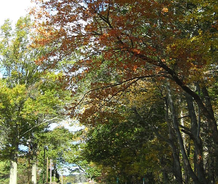 File:2011 NewburyMassachusetts October 3890.jpg