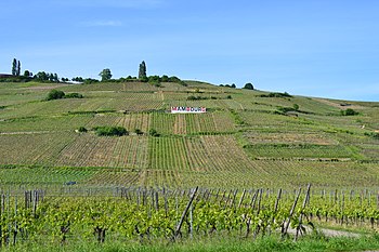 Die Lage Mambourg, von Sigolsheim her gesehen.