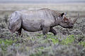 "2012_Black_Rhinoceros_Gemsbokvlakte.jpg" by User:Yathin sk