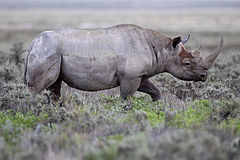 ♂ Черен носорог