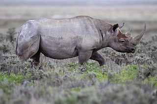 Black rhinoceros Species of mammal