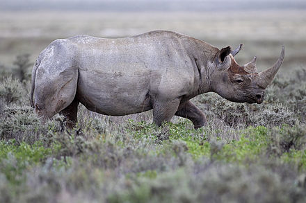 Бело черный носорог. Чёрный носорог Diceros bicornis. Западно-Африканский черный носорог. Африканский белый носорог. Национальный парк Этоша черный носорог.