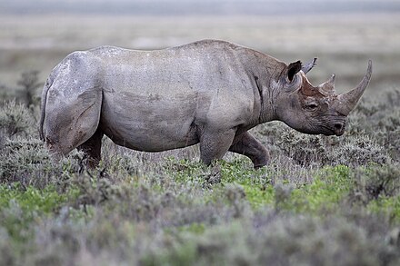 Black rhino. Чёрный носорог Diceros bicornis. Западно-Африканский черный носорог. Африканский белый носорог. Национальный парк Этоша черный носорог.