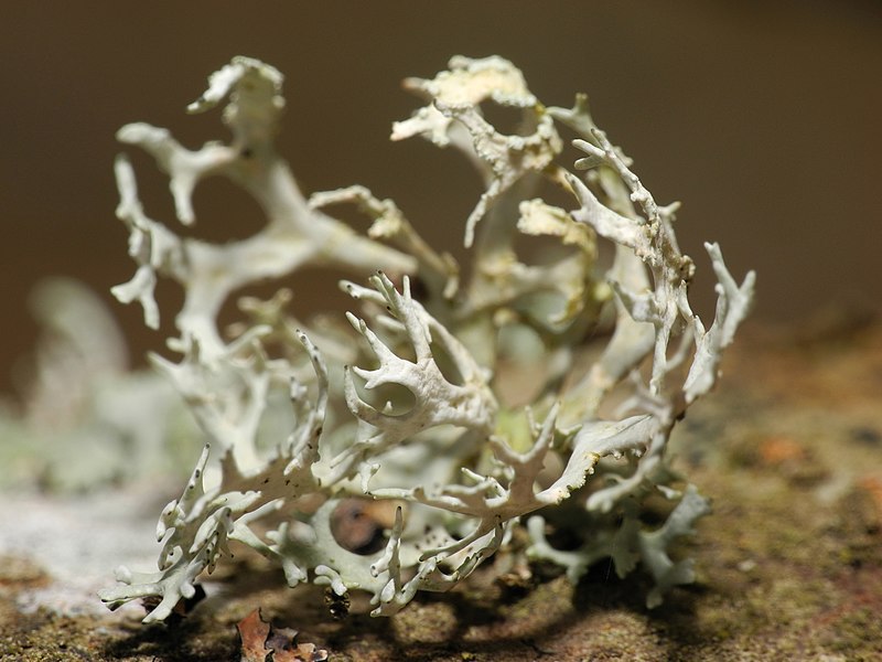 File:2013-01-31 14-29-01-lichens.jpg