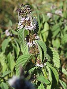 20130905Mentha arvensis07.jpg