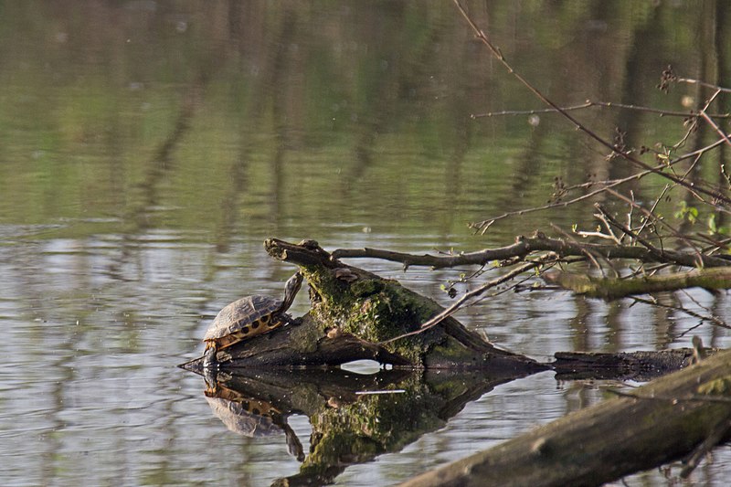 File:20140403 034 Kessel Weerdbeemden Roodbuikschilpad (13609333223).jpg