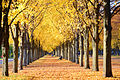 2015-10-26 Goldener Oktober in der Herrenhäuser Allee im Georgengarten in Hannover.jpg