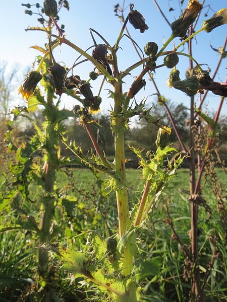 File:20161114Sonchus asper4.jpg