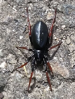 <i>Trachyzelotes pedestris</i> European ground spider