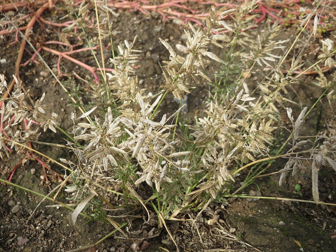 File:20171004Eragrostis minor4.jpg