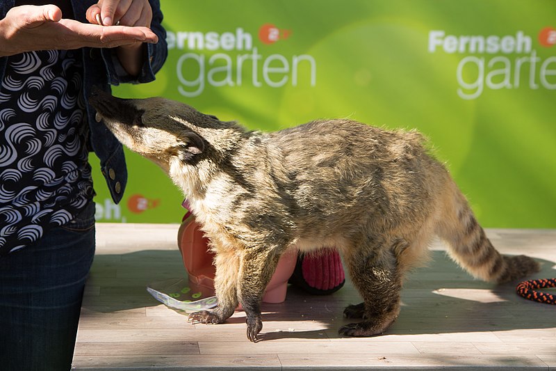 File:2018-09-16 ZDF Fernsehgarten NicolleMüller-8562.jpg