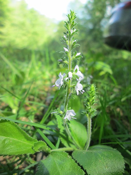 File:20190524Veronica officinalis.jpg