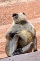 * Nomination Southern plains gray langur (Semnopithecus dussumieri) in Jodhpur --Jakubhal 20:09, 12 January 2020 (UTC) * Promotion  Support Good quality. --Charlesjsharp 20:45, 12 January 2020 (UTC)