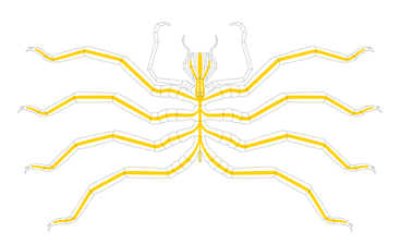 Pantopod Pycnogonid (digestive system) 皆脚目のウミグモ類（消化系）