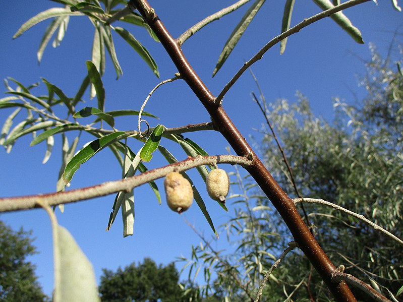 File:20200918Elaeagnus angustifolia3.jpg