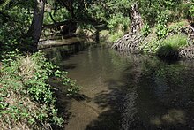 Wurzelbach im Nauheimer Oberwald