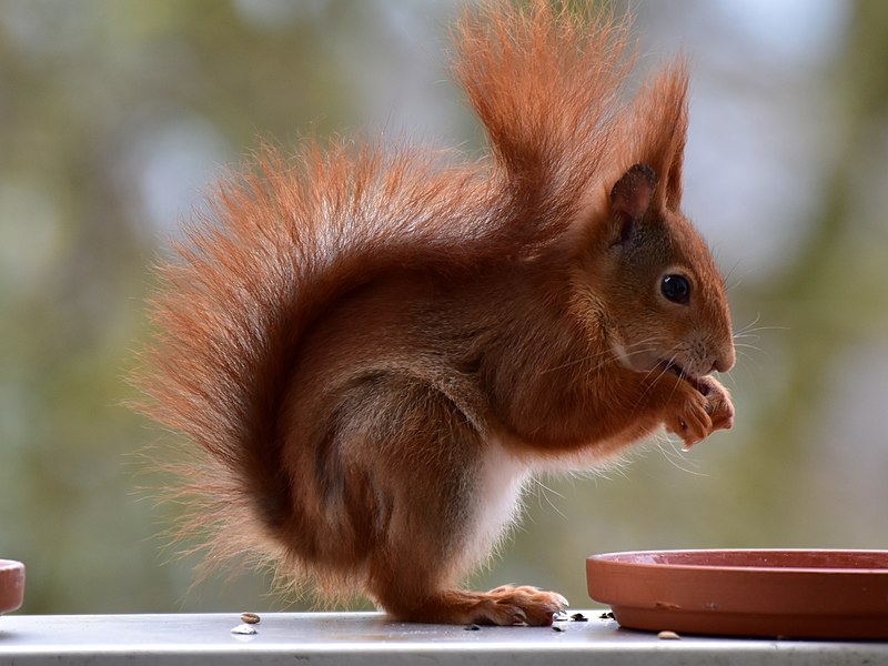 File:2023-03-20 Eichhörnchen mit Sonnenblumenkernen.jpg