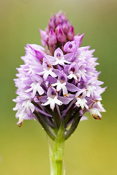 File:210318 113112 orchidsmalta-00612 - cropped.jpg