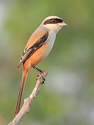 Long-tailed shrike