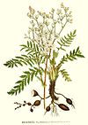 289 Filipendula hexapetala.jpg