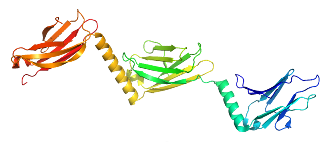 MYOM1