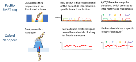 PacBio SMRT technology and Oxford Nanopore can use unaltered DNA to detect methylation. 3rd gen Epigenetics.png